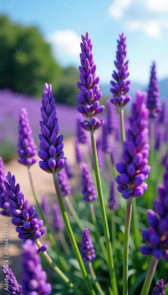 Obraz premium Close-up shot of blooming lavender in Provence, purple, flower, field