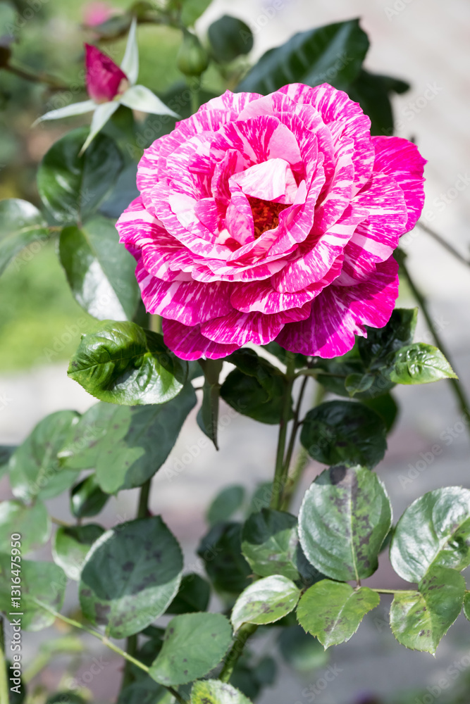 Fototapeta premium Beautiful rose in garden.