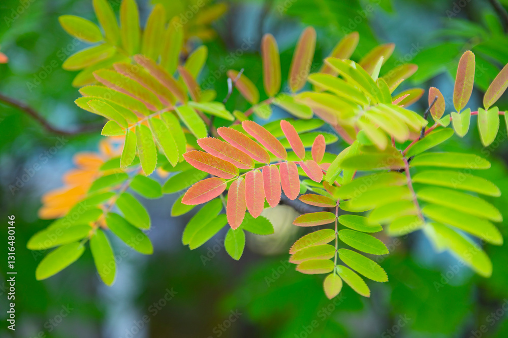 Bright autumn rowan leaves close-up