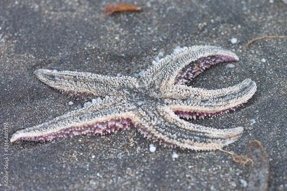 Amur starfish washed up on the sand by a storm. Kunashir. Southern Kuril Islands. Russia