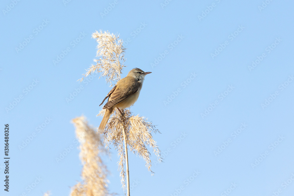 Great reed warbler sitting on a reed close up