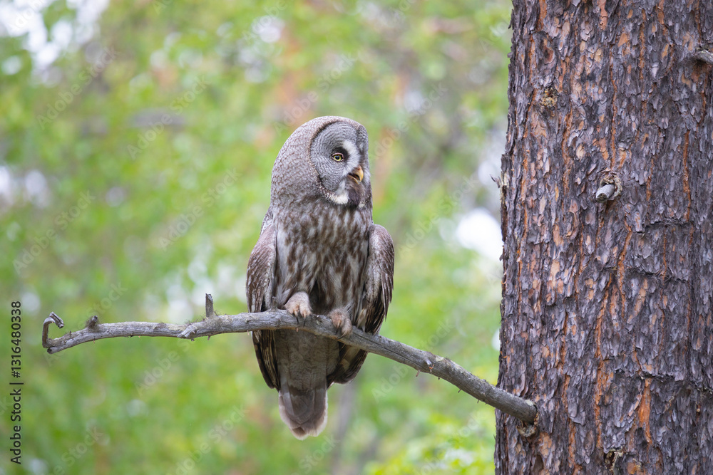 Great gray owl sitting on a tree branch close up