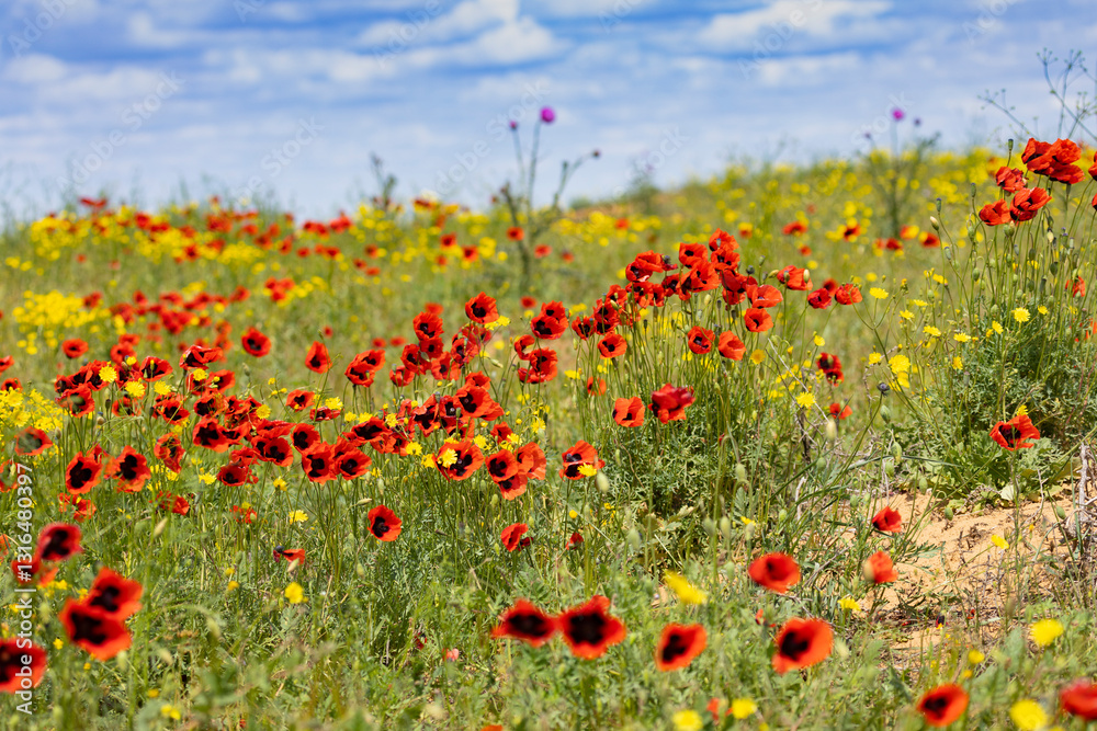 Field with blossoming poppies close up. Kalmykia