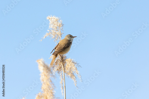 Obraz na płótnie Great reed warbler sitting on a reed close up w salonie