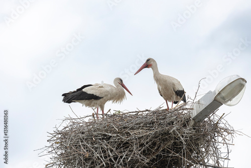 Two white storks in a nest