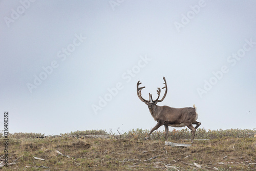 Obraz na płótnie Deer with beautiful horns stands on the banks of the river w salonie