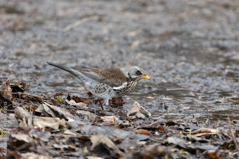 A field thrush bird walks on old foliage
