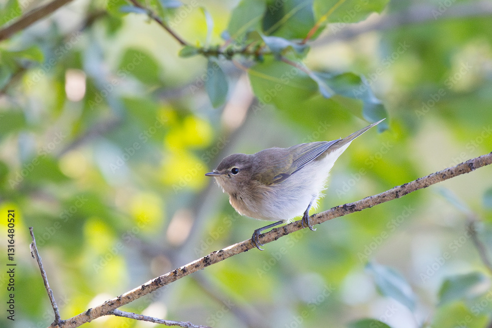 Male Common whitethroat sitting on a tree branch in spring