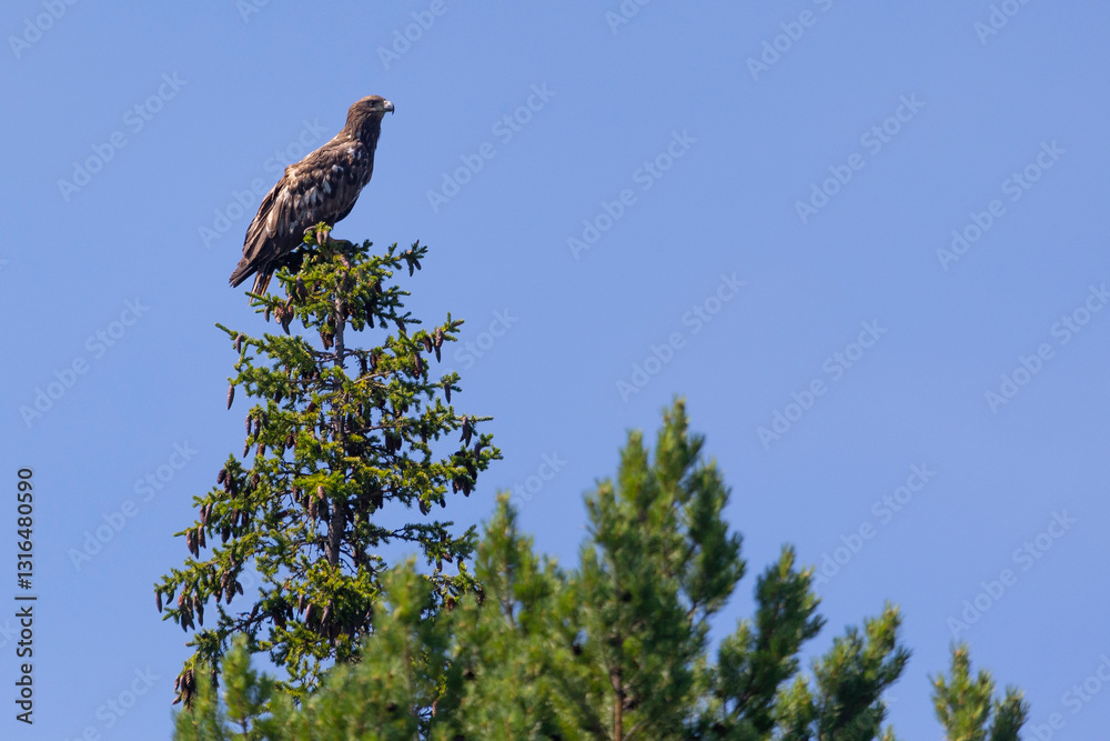 White-tailed eagle sits on a tree against the sky