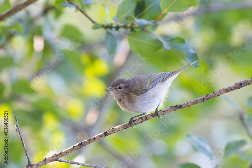 Obraz na płótnie Male Common whitethroat sitting on a tree branch in spring w salonie