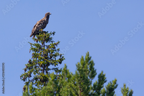 Obraz na płótnie White-tailed eagle sits on a tree against the sky w salonie