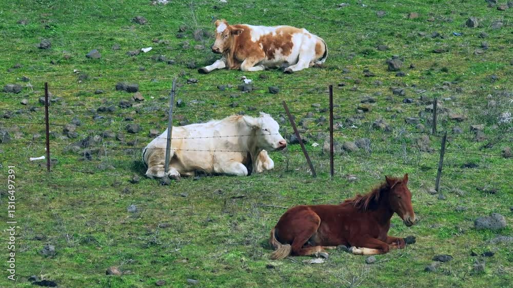 Horses and Cattle grazing together in a fenced green meadow
