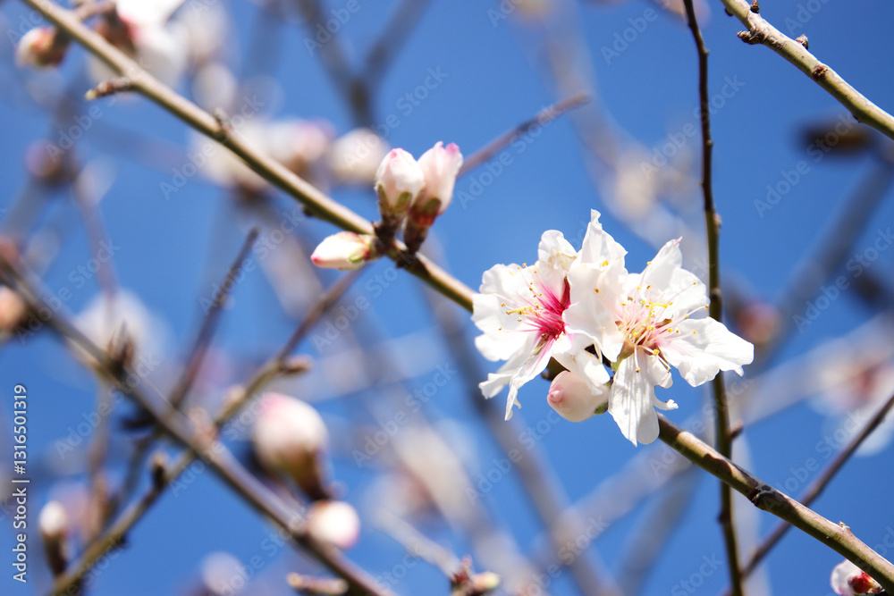 dreamy background of spring blossom tree. selective focus dreamy background of spring blossom tree. selective focus
