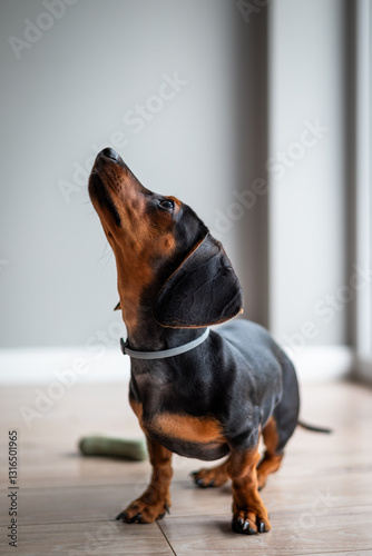 Fototapeta Młody jamnik
