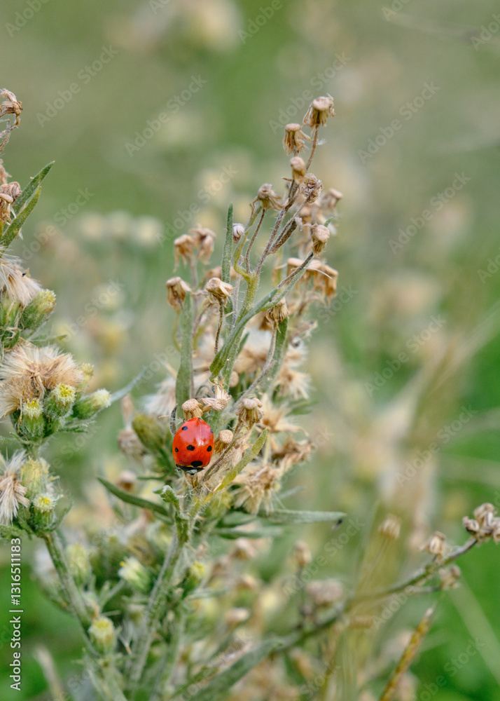 A vibrant ladybug resting on a delicate leaf in the serene countryside, Extremadura, Spain A vibrant ladybug resting on a delicate leaf in the serene countryside, Extremadura, Spain