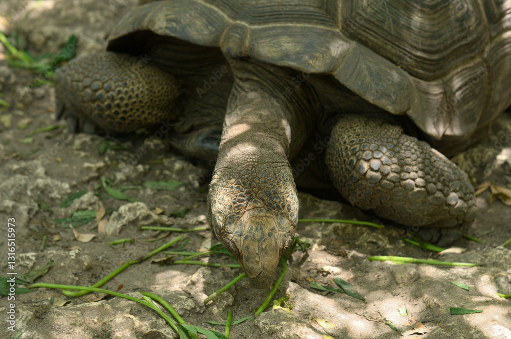 Giant Aldabra tortoise details of head and carapace shell, Giant Aldabra tortoise details of head and carapace shell,