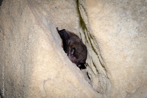 Indiana bat (Myotis sodalis) in torpor in a TN cave
