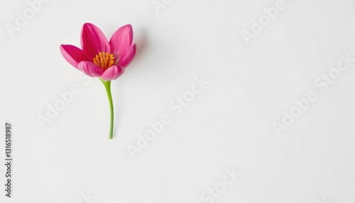 A single vibrant bloom, petals unfurled, set against a pure white backdrop, object, botany