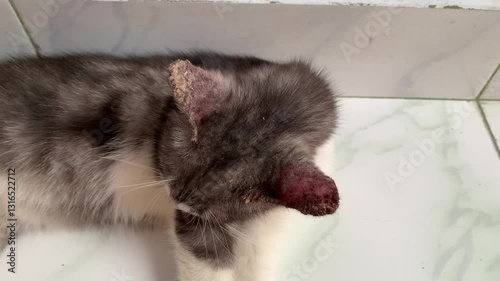 fungal infections in cat