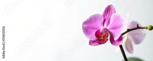 High-contrast shot of an orchid flower against white background, plantlife, flowerpower photo