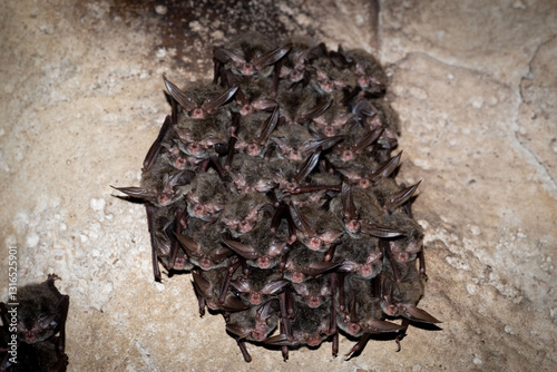 Rafinesque's big-eared bat (Corynorhinus rafinesquii)