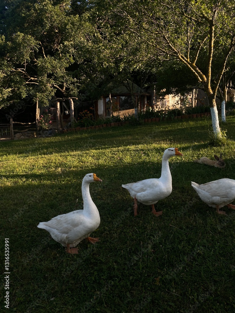 geese on green grass geese on green grass
