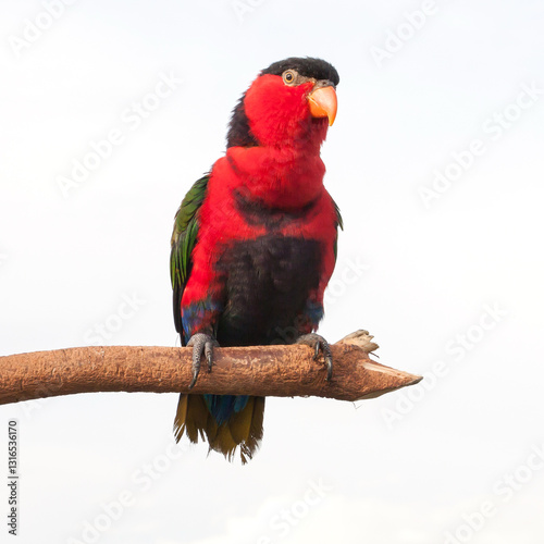 Black-capped Lory or the Tricolored Lory Parrot perching on a branch, on white background.