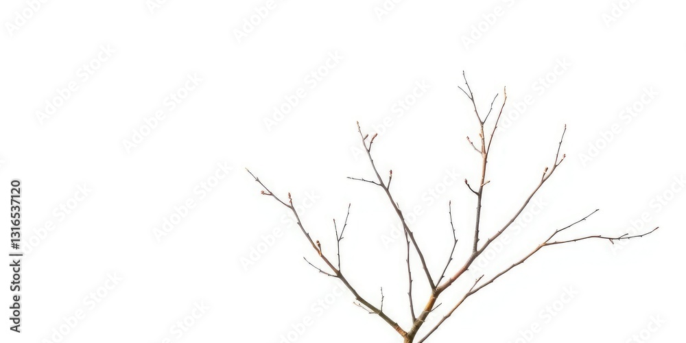 Delicate, bare branches isolated against a pure white backdrop, background, rustic Delicate, bare branches isolated against a pure white backdrop, background, rustic