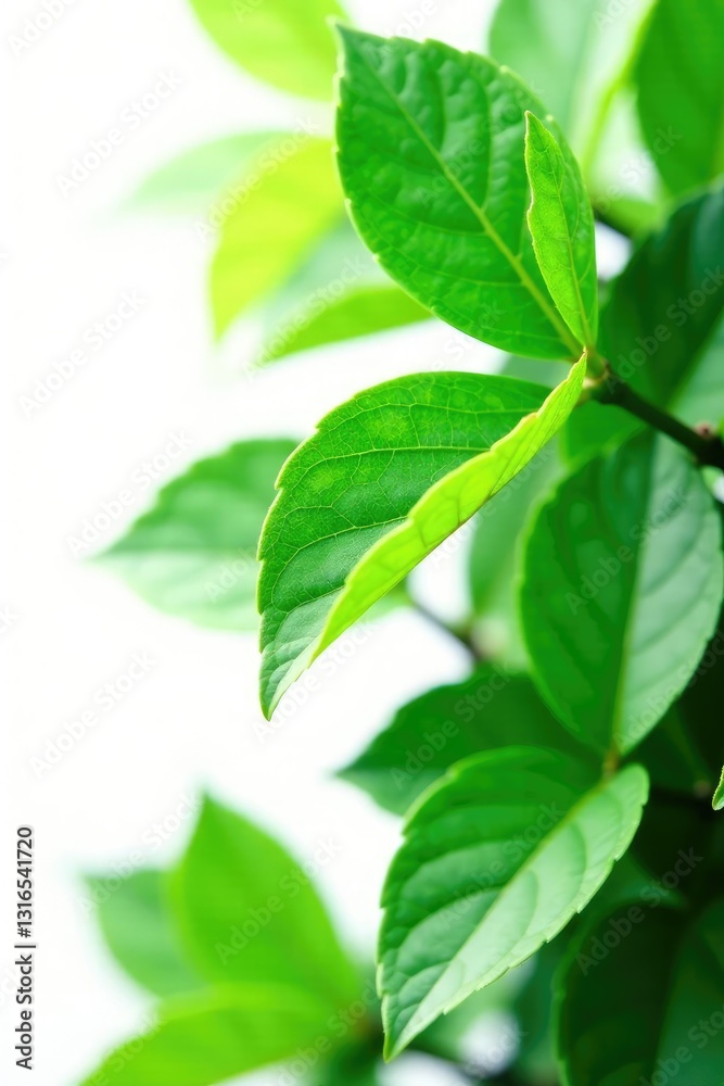 lush green leaves isolated on white background, greens, nature lush green leaves isolated on white background, greens, nature