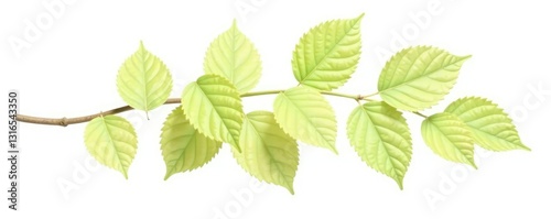 Single isolated poplar branch against white background, twig, isolated