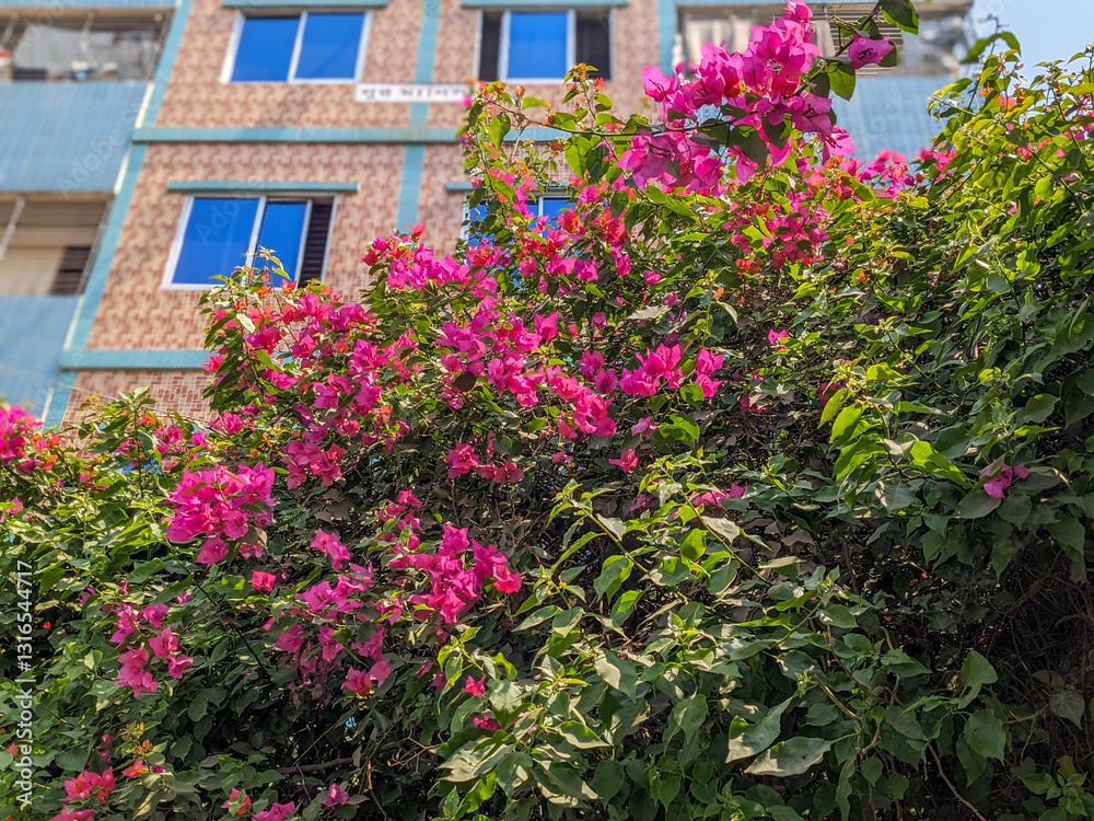 Fototapeta premium Pink bougainvillea blooms, a vibrant tapestry of color, clinging to the building's exterior.