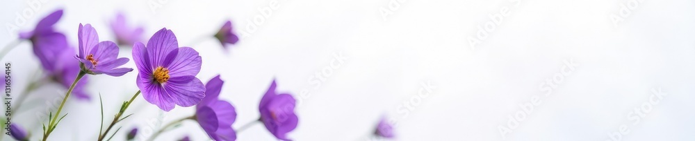 Delicate dried violet flowers on a crisp white background, dried violet flowers, nature Delicate dried violet flowers on a crisp white background, dried violet flowers, nature