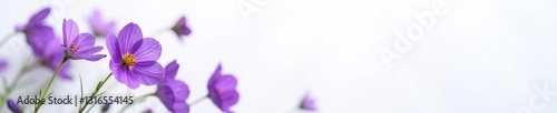 Delicate dried violet flowers on a crisp white background, dried violet flowers, nature