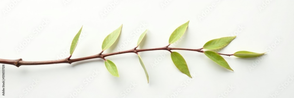 Fototapeta premium Long branch on white background with soft focus and shading, minimalist, elegant, nature