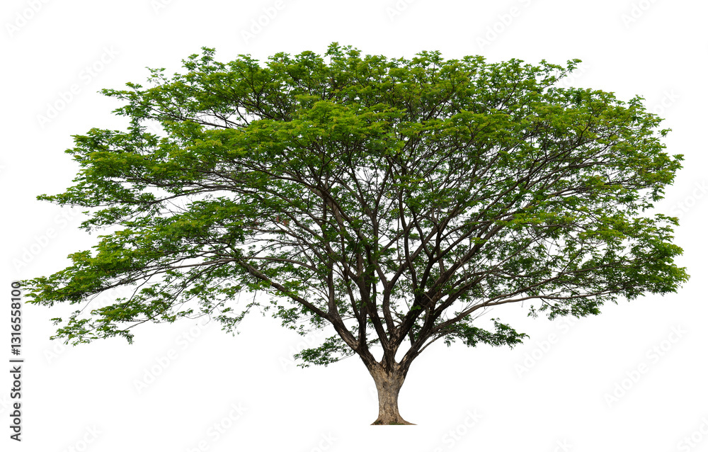 Obraz premium PNG single tree transparent background, high qaulity tree shoot by full frame camera, high resolution and sotf light easy to modifiy and drag to main project 