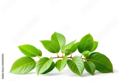 Single vibrant green plant, isolated on pure white background, spring, green