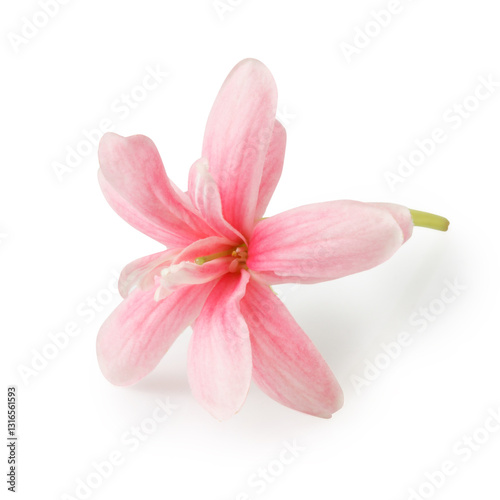 Pink flower of Rangoon creeper isolated on white background.