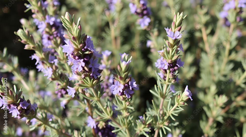 Obraz premium rosemary flowers