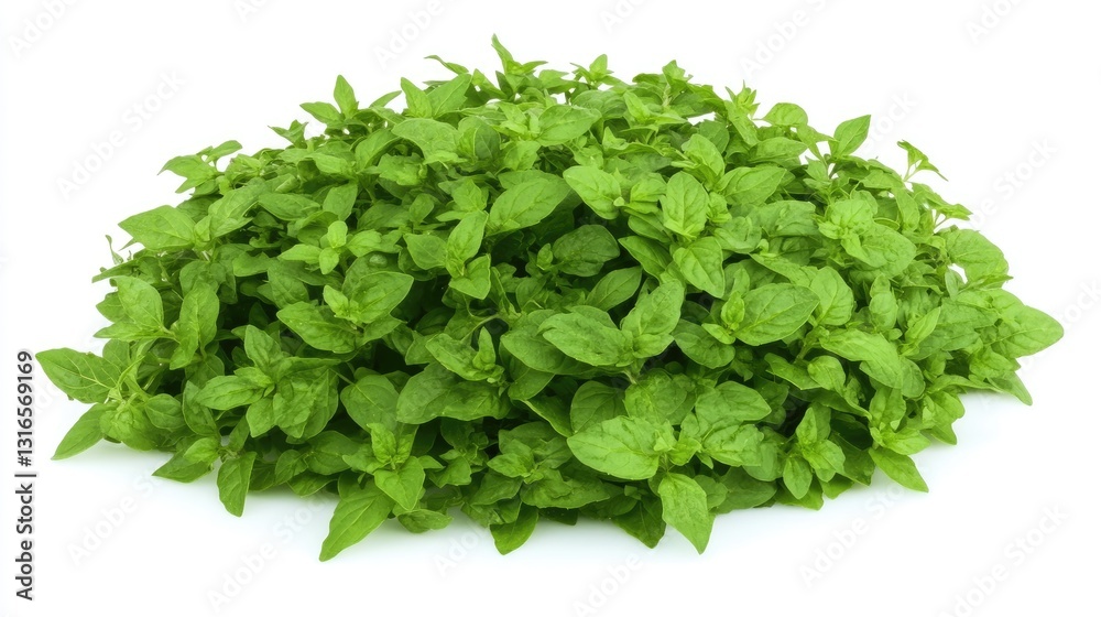 Obraz premium Lush vibrant oregano plant on a bright white background studio shot