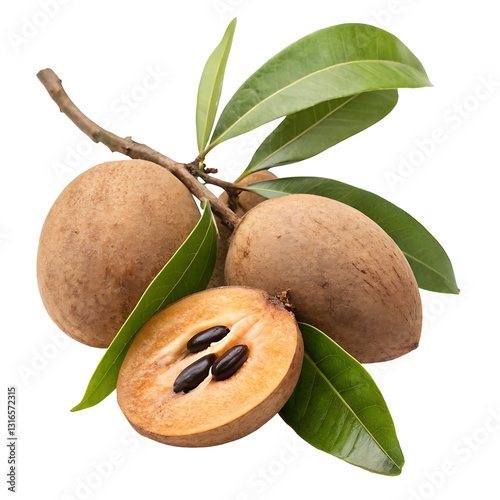 Sapodilla fruits with branch and leaves isolated on white or transparent png