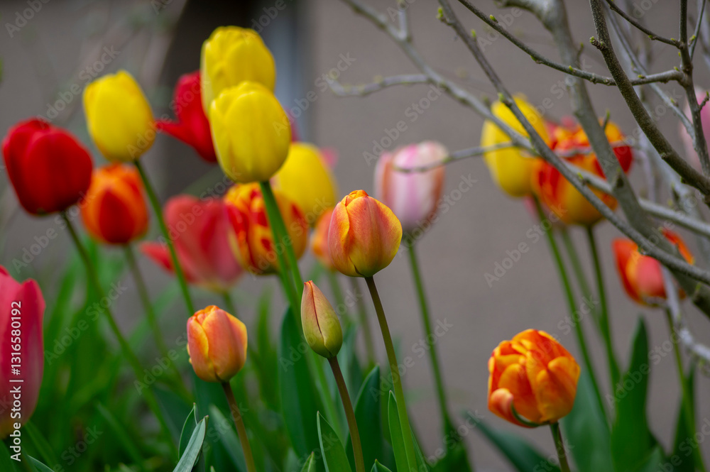 Bright red and yellow color country Darwin tulips in bloom, bouquet of springtime flowering plants in the ornamental garden