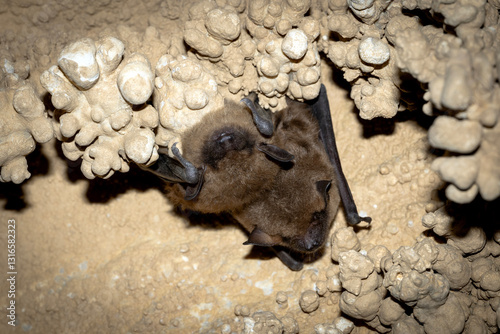 The big brown bat (Eptesicus fuscus) is a species of vesper bat distributed widely throughout North America photo