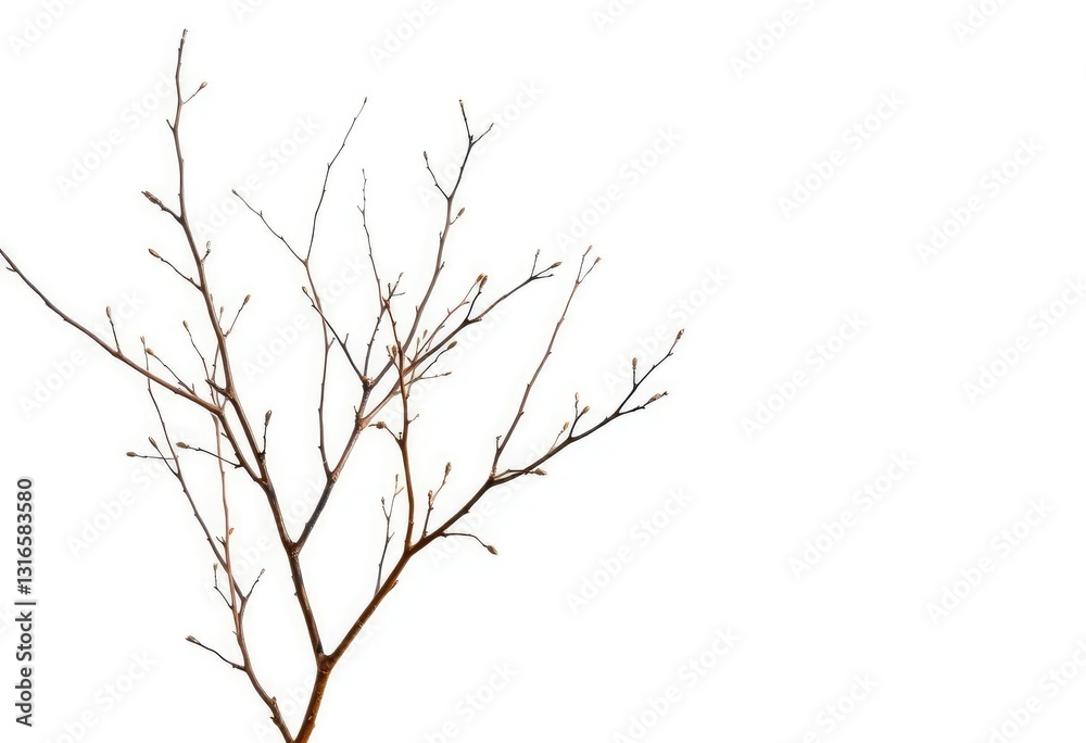 Delicate, bare branches isolated against a pure white backdrop, rustic, branch texture Delicate, bare branches isolated against a pure white backdrop, rustic, branch texture