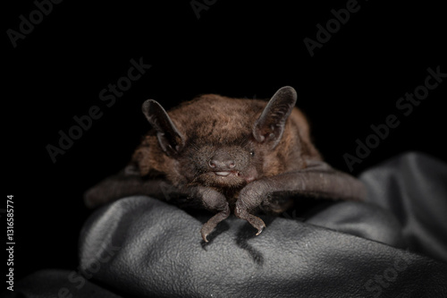 Fotografía The evening bat (Nycticeius humeralis)