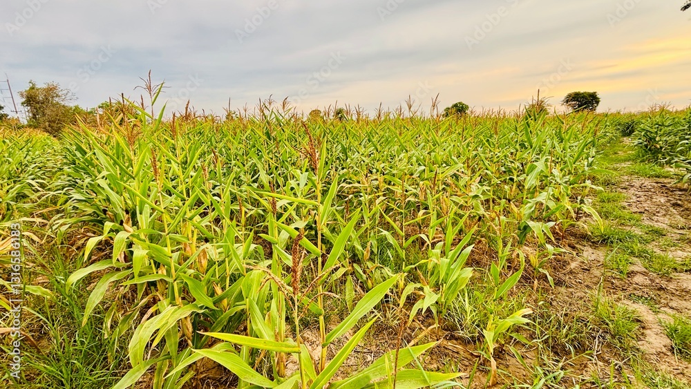 Obraz premium agriculture. Landscape of soybean sprouts ripening during spring season on agricultural field. Green tea leaves growing in fertile soil on farmer's land or plantation in the morning.