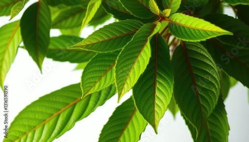 Vibrant green leaves, intricate details, crisp white background, studio shot, summer