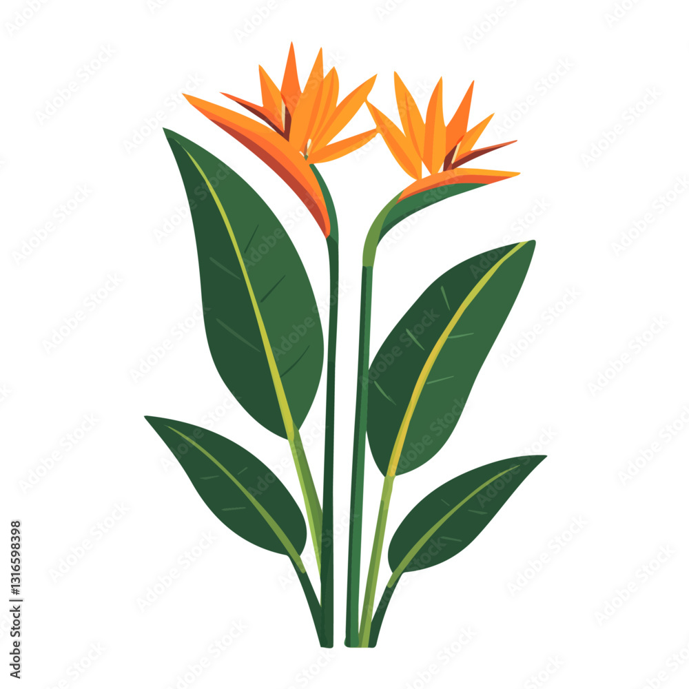 Fototapeta 2D flat vector illustration bird of paradise plant icon isolated on a white background.

