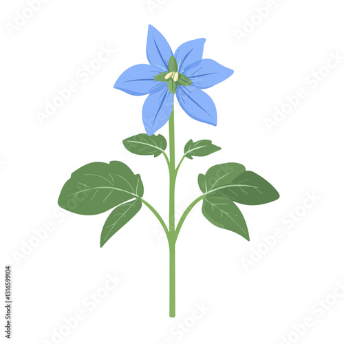 2D flat vector illustration borage icon isolated on a white background.

