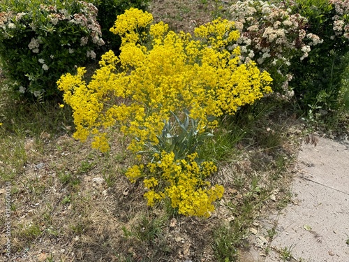 Yellow wildflower plant Isatis tinctoria. Close-up. Isatis tinctoria, also called woad (dyer's woad, dyer's-weed, or glastum, is a flowering plant in the family Brassicaceae (the mustard family).
