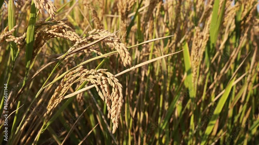 Fall Harvest in Picturesque Rice Field With Golden Grains Swaying in the Breeze Fall Harvest in Picturesque Rice Field With Golden Grains Swaying in the Breeze